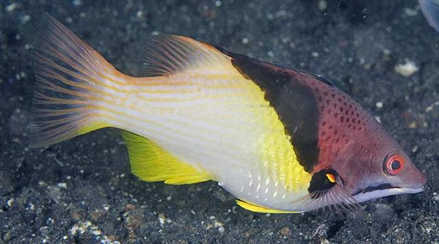 Bodianus mesothorax