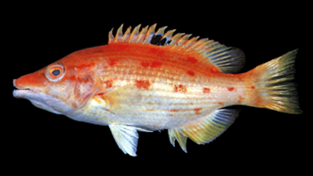 Bodianus oxycephalus