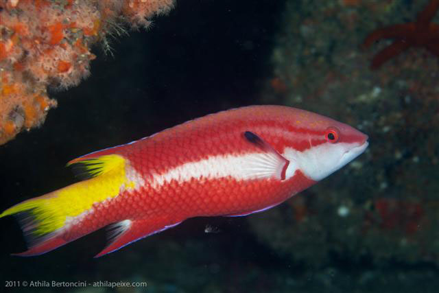 Bodianus pulchellus