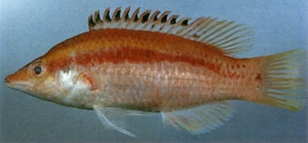 Bodianus thoracotaeniatus