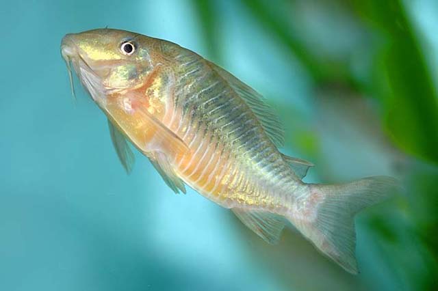 Corydoras britskii