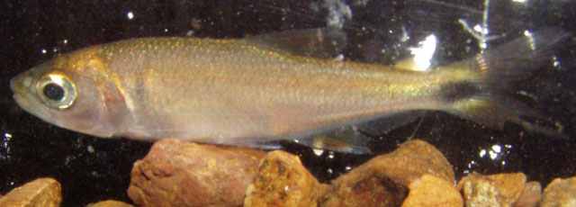 Brycon petrosus