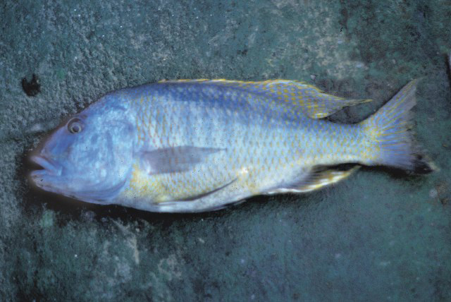 Bunot_m1.jpg