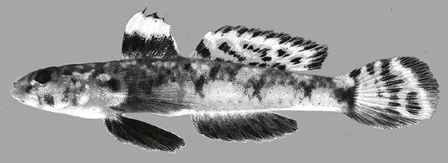 Cabillus atripelvicus