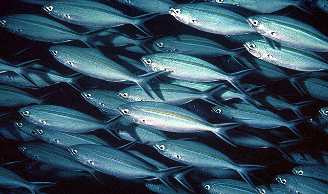 Caesio caerulaurea