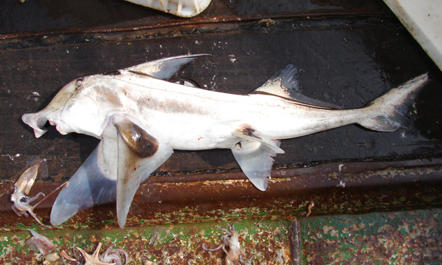 Callorhinchus capensis