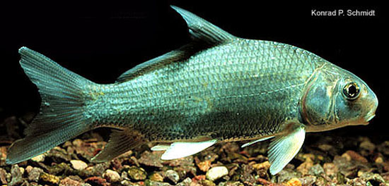 Carpiodes cyprinus