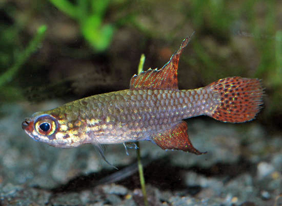 Campellolebias intermedius