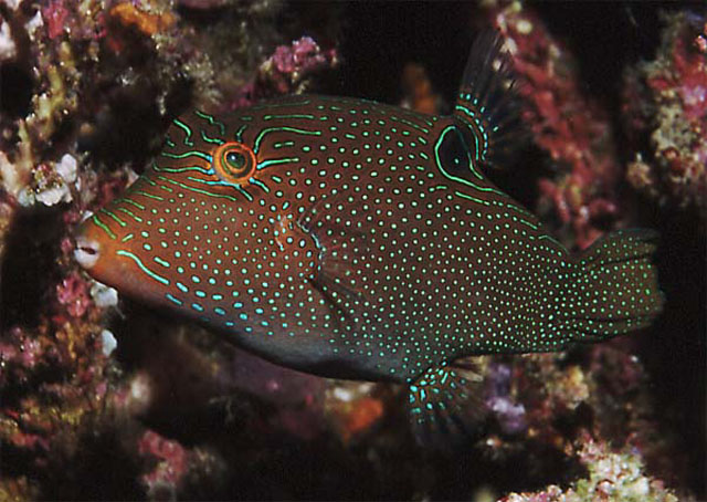 Canthigaster papua