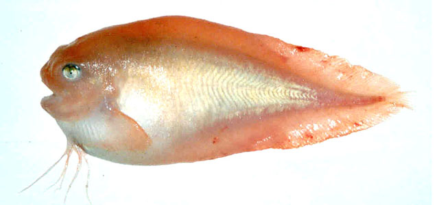 Careproctus rastrinus