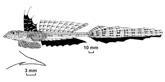 Callionymus scaber