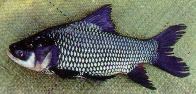 Catlocarpio siamensis