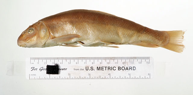 Catostomus snyderi