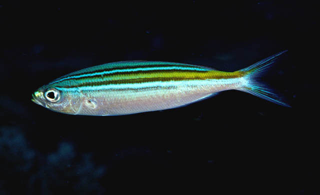 Caesio striata