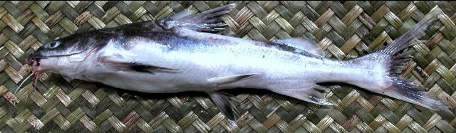 Cephalocassis melanochir