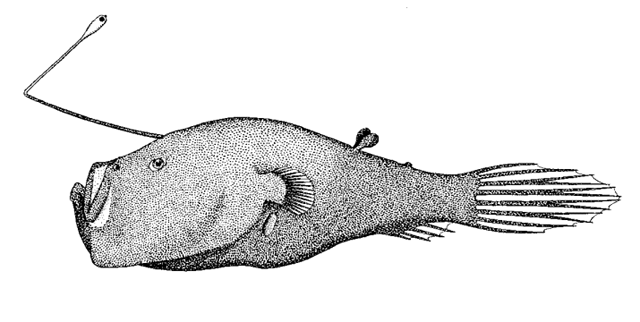 Ceratias uranoscopus