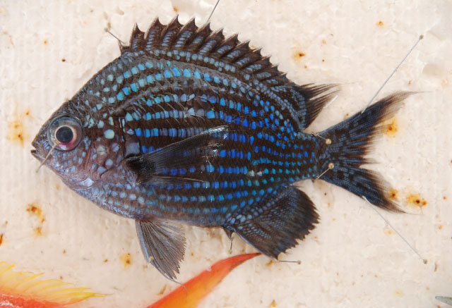 Chromis abyssus