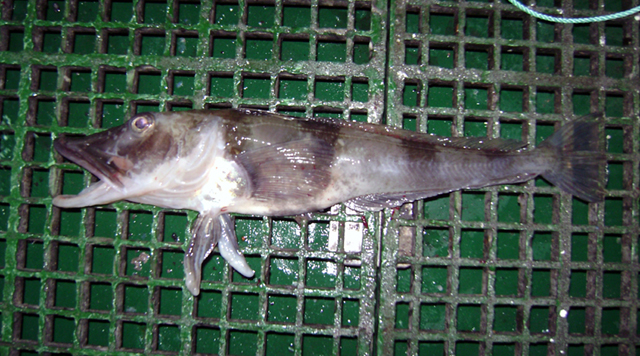 Chaenocephalus aceratus