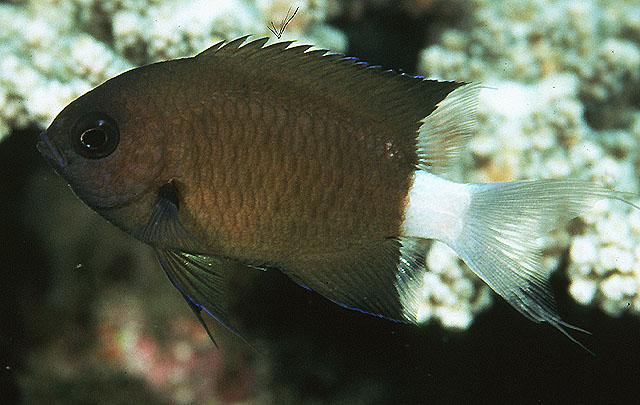 Pycnochromis alleni