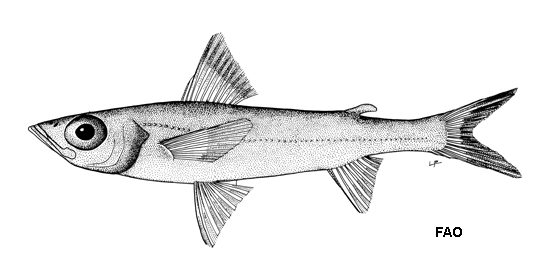 Chlorophthalmus atlanticus