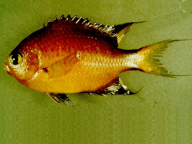 Pycnochromis atripes