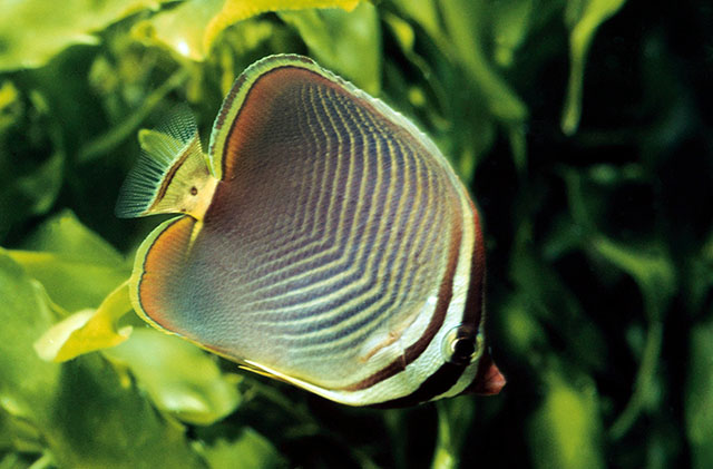 Chaetodon baronessa