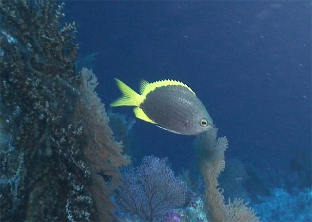 Chromis circumaurea