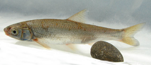 Chondrostoma cyri