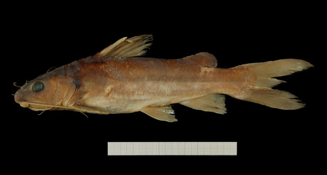 Chrysichthys dageti