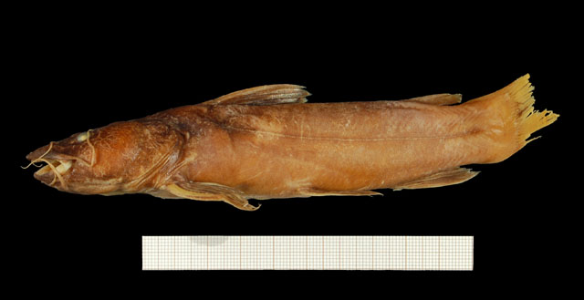 Chrysichthys dendrophorus