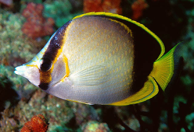 Chaetodon gardineri