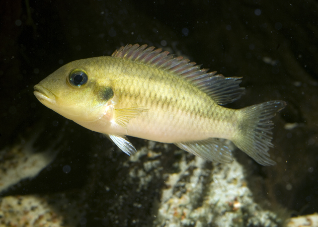 Chromidotilapia linkei