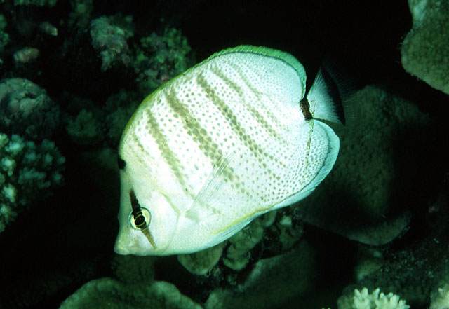 Chaetodon multicinctus