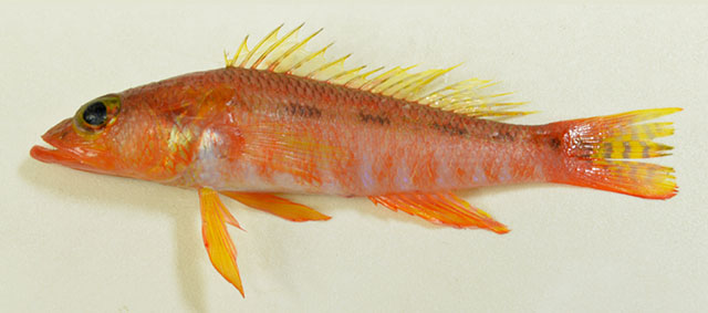 Chelidoperca myathantuni