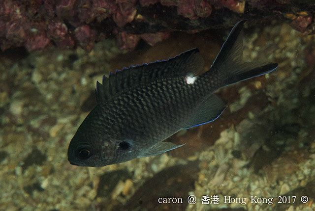 Chromis notata