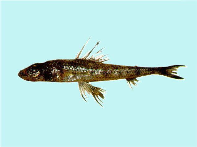 Paraulopus oblongus