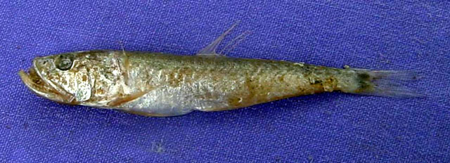Champsodon omanensis