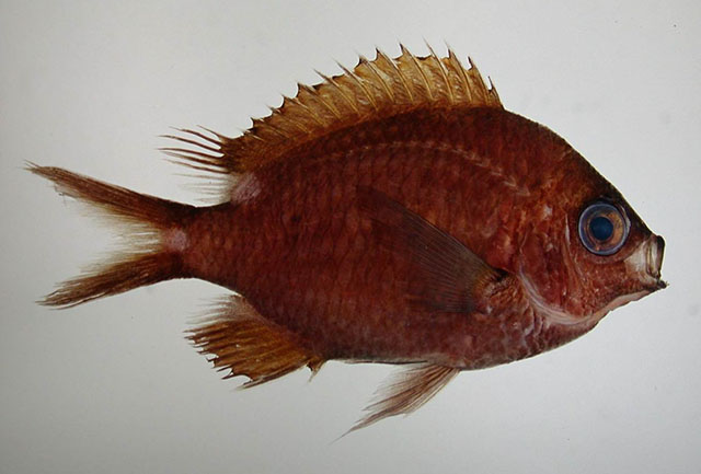 Chromis onumai