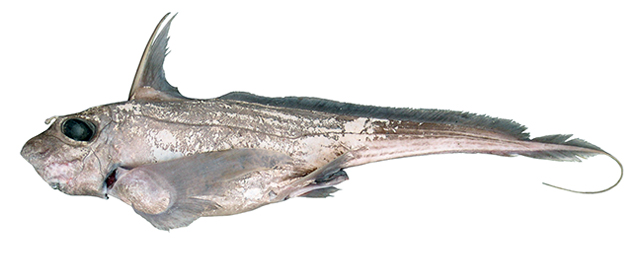 Chimaera opalescens