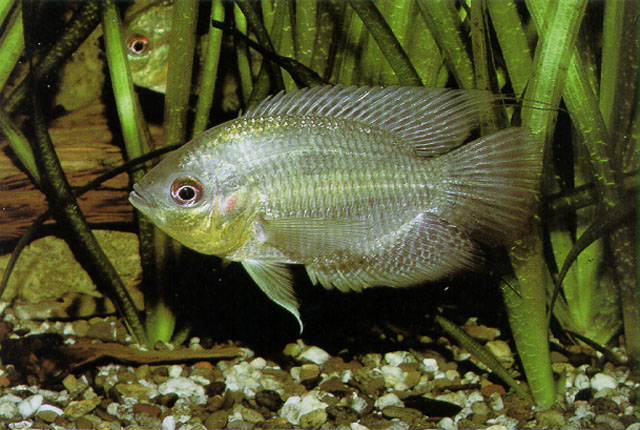 Chaetobranchopsis orbicularis