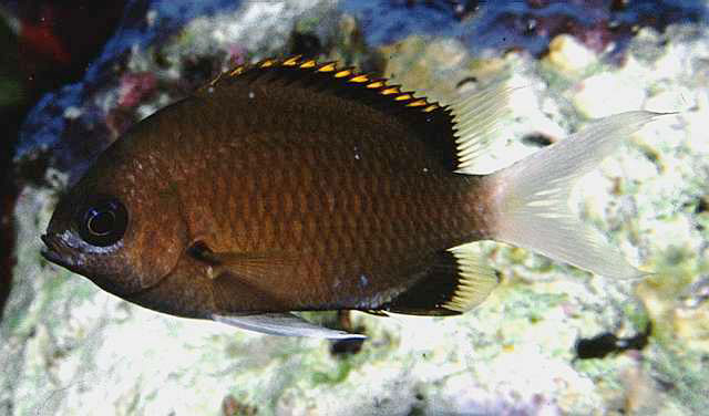 Chromis pembae