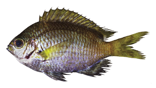 Chromis planesi