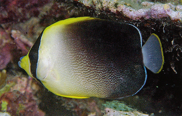 Chaetodontoplus poliourus