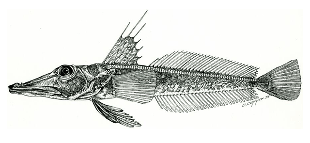 Channichthys richardsoni