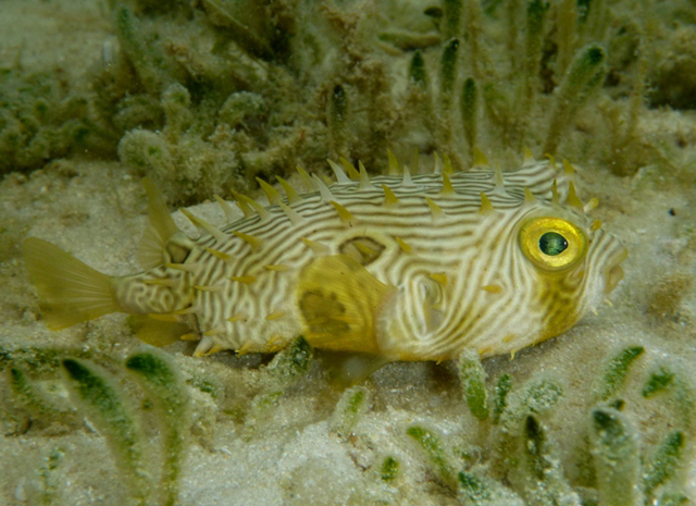 Chilomycterus schoepfii