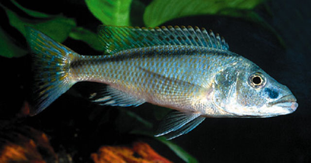 Champsochromis spilorhynchus