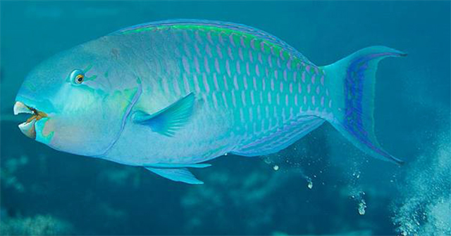 Chlorurus strongylocephalus