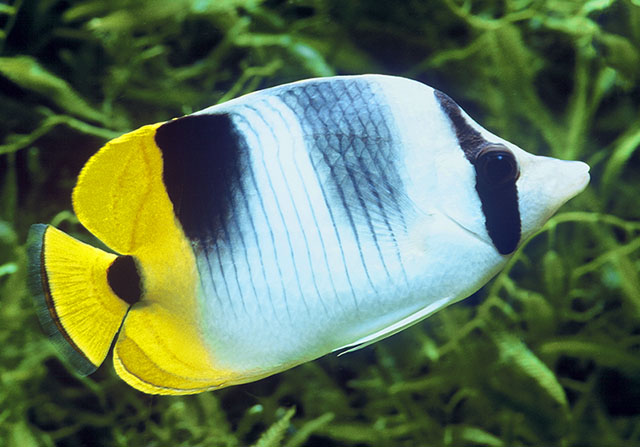 Chaetodon ulietensis