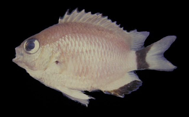 Chromis woodsi