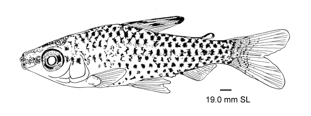 Chilodus zunevei